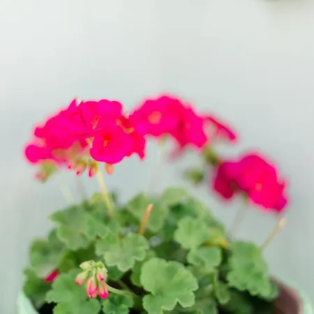 Anastasia 스칼라 포타미아스